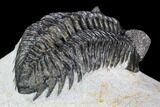 Coltraneia Trilobite Fossil - Huge Faceted Eyes #108490-4